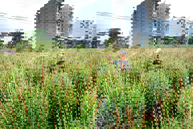 From Urban Rooftops to Suburban Patios: The Rise of Small-Space Home Greenhouses